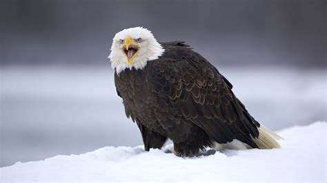 1680x1050 resolution | bald eagle standing on snow covered ground HD wallpaper | Wallpaper Flare