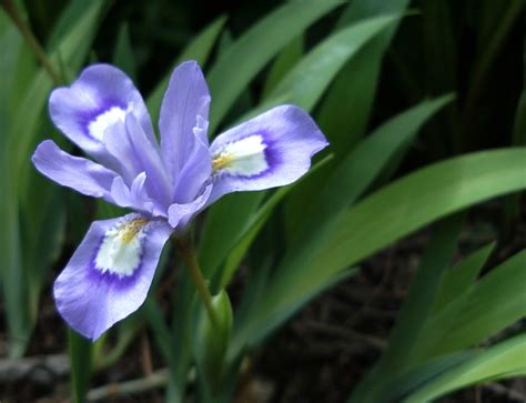 dwarf iris - Back To The Garden