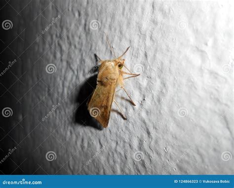 Helicoverpa armigera moth stock image. Image of helicoverpa - 124866323