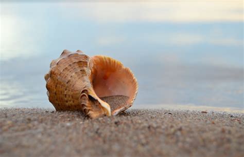 Happy Friday Ocean Seashells