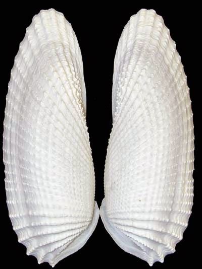 Conchology101: Angel Wing Shell