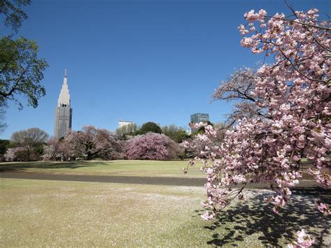 Shinjuku Gyoen National Garden Summer | Fasci Garden