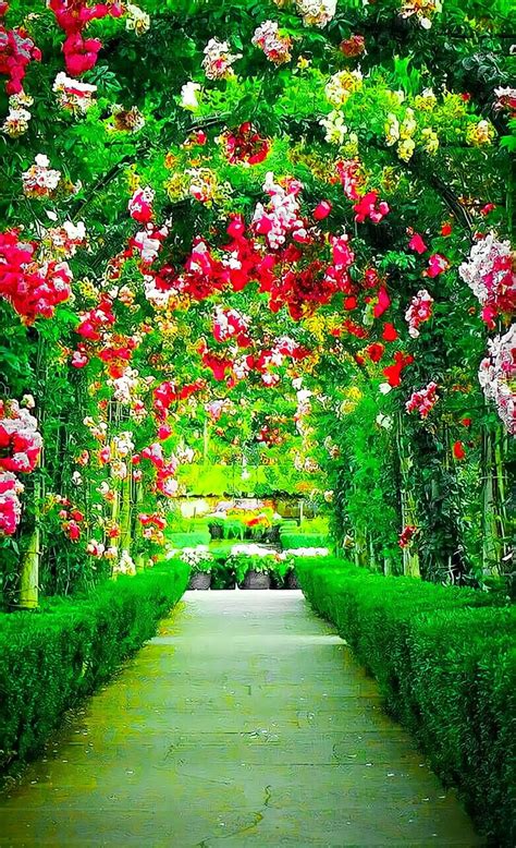 Garden Background | Flower garden, Beautiful flowers photography, Photoshop backgrounds backdrops