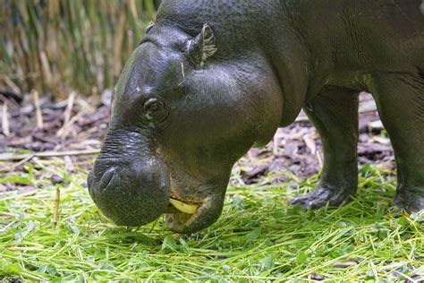 Pygmy hippo eating grass - a photo on Flickriver