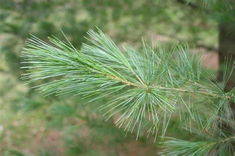 5 Prevalent Types Of Pine Trees In New England - ProGardenTips