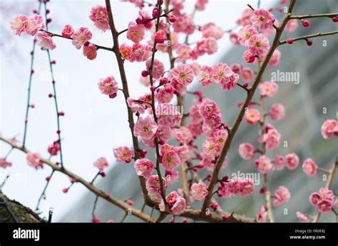 UME Japanese plum-blossom Stock Photo - Alamy