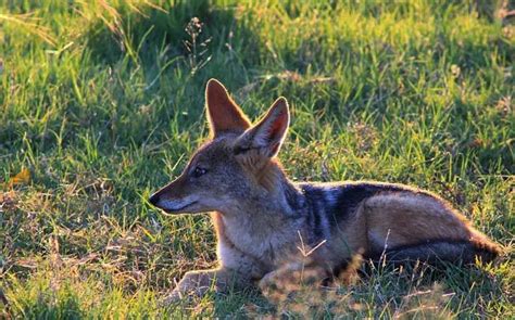 Fun Black-backed Jackal Facts For Kids