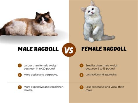 Male vs. Female Ragdoll Cats: What is the difference? - Cat Queries