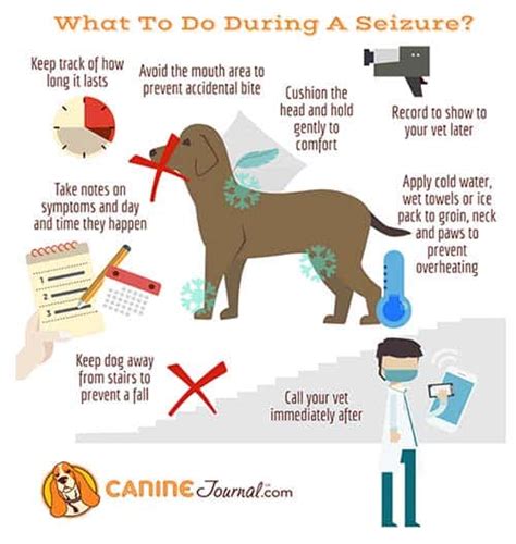 What Are The Side Effects Of Seizures In Dogs