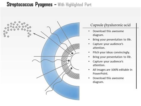 0614 Streptococcus Pyogenes Medical Images For Powerpoint | PowerPoint ...