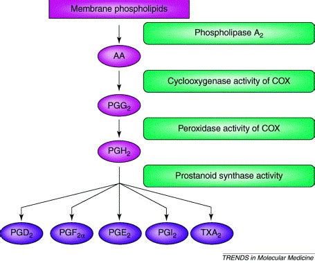 Prostanoids and pain: unraveling mechanisms and revealing therapeutic targets: Trends in ...