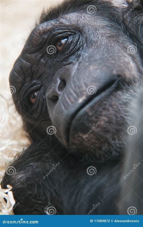 Chimpanzee Face Close Up Stock Photography - Image: 17089872