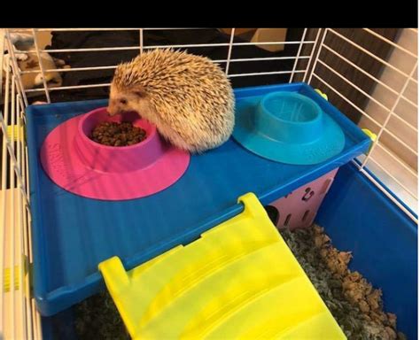 Love these STAYbowls for hedgehog food and water!! No more spills ...