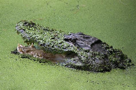 Gator in the Swamp Photograph by Paulette Thomas - Fine Art America