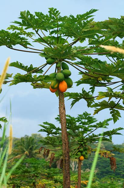 Carica papaya - Papaya, Pawpaw - Hawaiian Plants and Tropical Flowers