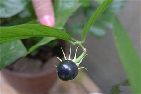 How to plant Jasmine seeds - The Plant Aide