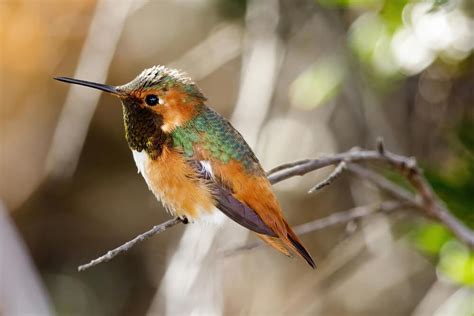 Meet The Allen’s Hummingbird (Facts & Photos)