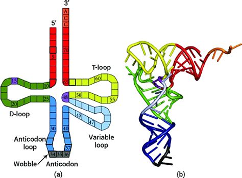 tRNAs. (a) Schematic representation, showing the D-loop (green),... | Download Scientific Diagram