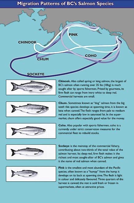 Salmon in the history of the Pacific Northwest | Coeur d'Alene Press