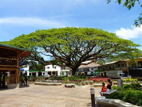 Pohon Trembesi (Samanea saman): Pesona dan Peran Ekologis dalam ...