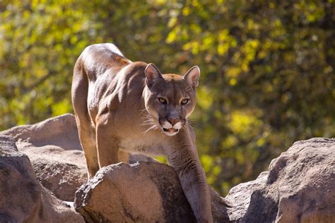 Cougar (Mountain Lion) Habitat - Animal Sake