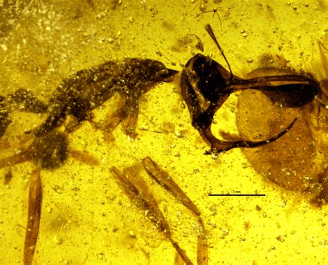 Fossil Records Show Hell Ants Had “Mad Max” Style Mandibles