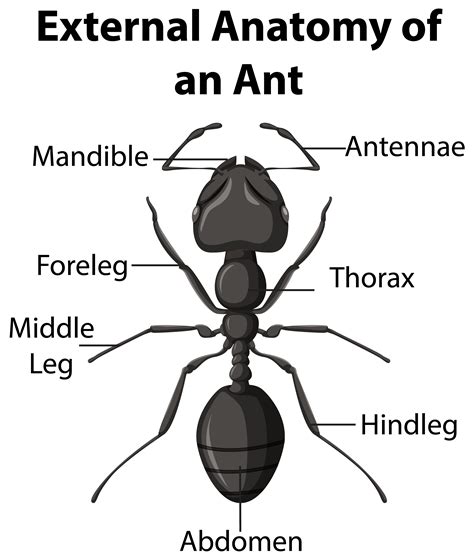 External Anatomy of an Ant on white background 1541538 Vector Art at Vecteezy