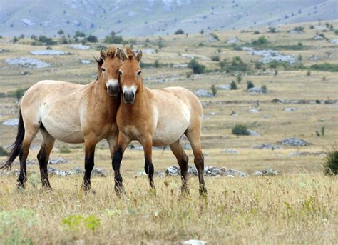 Are There Still Wild Horses? | PetMD