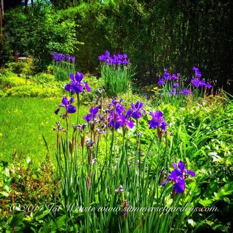 Siberian Iris in the Garden - Traditional - Landscape - new york - by Summerset Gardens/Joe Weuste