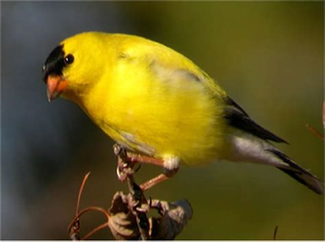 American Goldfinch - Spinus tristis - NatureWorks