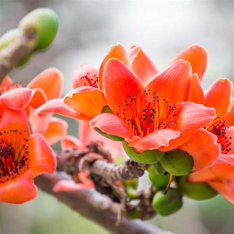 Seeds of BOMBAX CEIBA - Red Cotton Tree - The Original Garden