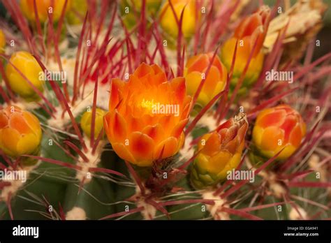 Barrel Cactus Flower Stock Photo - Alamy