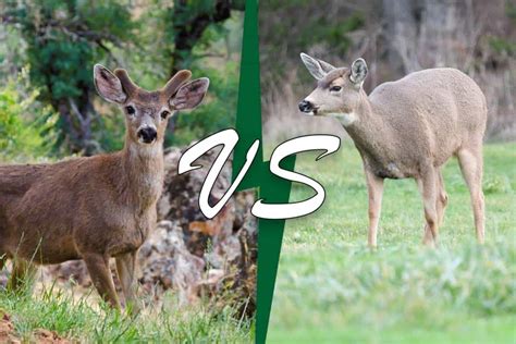 Mule Deer Vs. Black-tailed Deer (8 Differences) - Wildlife Informer