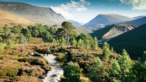 The Scottish Forest Immortalized by the Ancient Romans Has Almost ...