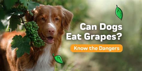 Can Dogs Eat Grapes? – Innovet Pet