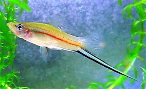 Green Swordtail or Common Swordtail (Xiphophorus helleri) | Tropical ...