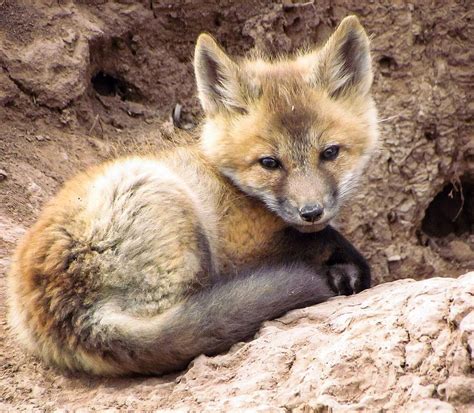 Sleepy Baby Fox Photograph by LeAnne Perry - Fine Art America