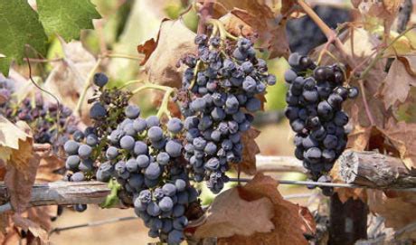 Zinfandel Grape Varietal Definition & Description | Red Wine