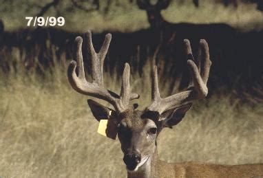 Stages of Deer Antler Growth | Whitetail Antler Development