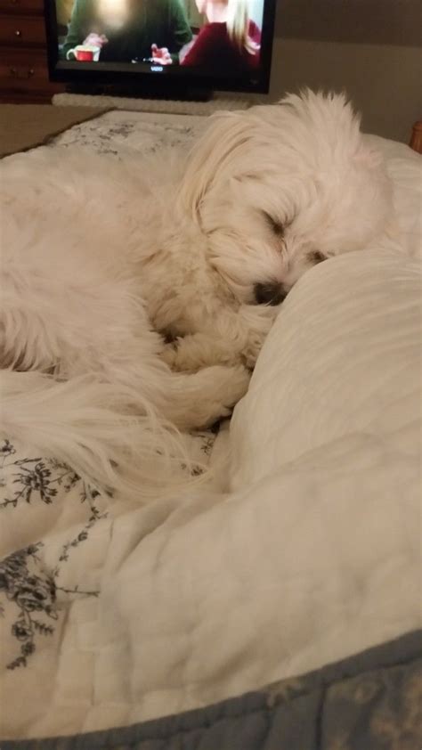 Sweet Maltese sleeping. #maltese #smallpuppiesphotos | Maltese dogs, Maltese puppy, Cute puppies