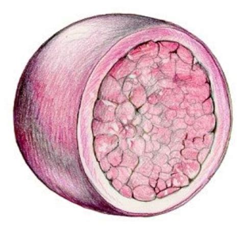 Biología Celular y Molecular: LISOSOMAS