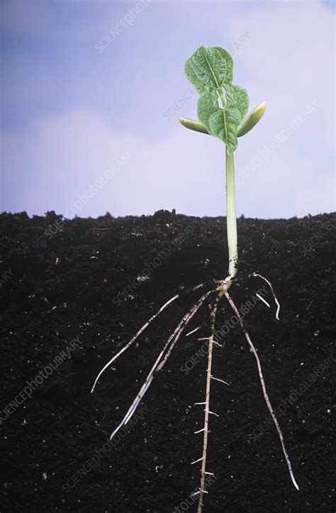 Plant roots - Stock Image - B700/0075 - Science Photo Library