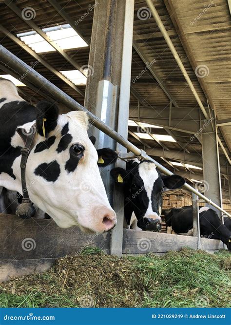 Dairy Cows Eating Silage and Grass Stock Image - Image of kingdom, farm: 221029249