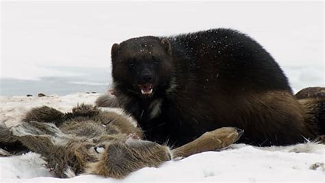 Five Things We Learned About Wolverines | Nature of Things