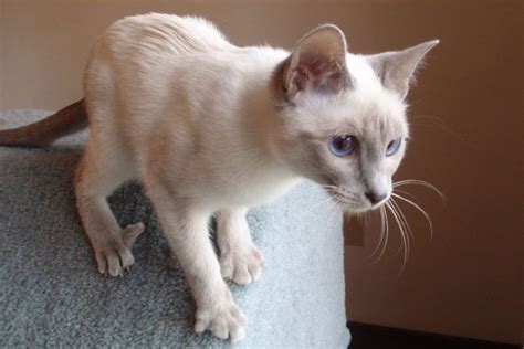 Lilac point Siamese | Snowshoe kittens, Pets, Siamese