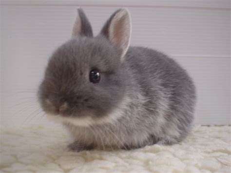 Bunny Rabbits: One of Nature’s Cutest and Cuddliest | Baby Animal Zoo