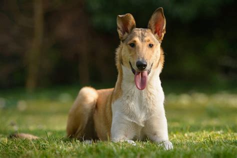 Smooth Collie: Pictures, Info, Temperament & Traits | Hepper