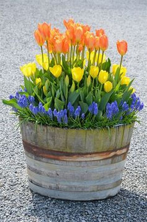 Tulip Garden Designs | Bulbs garden design, Container gardening, Tulips garden