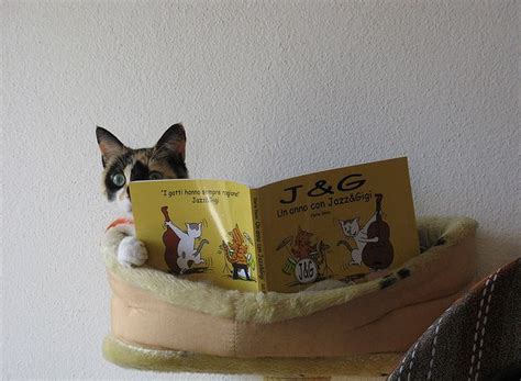 cat_reading_photo_gallery_20120327_1222735692 - WorldWideInterweb