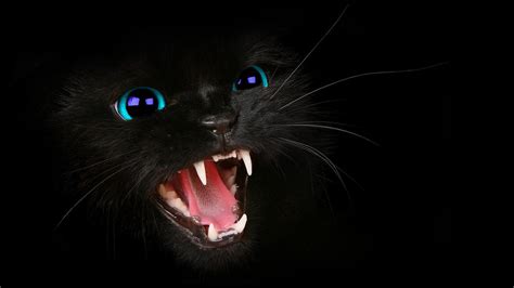 HD Black Cat BLue Eyes WallPaper! by HarriePatemanDesigns on DeviantArt